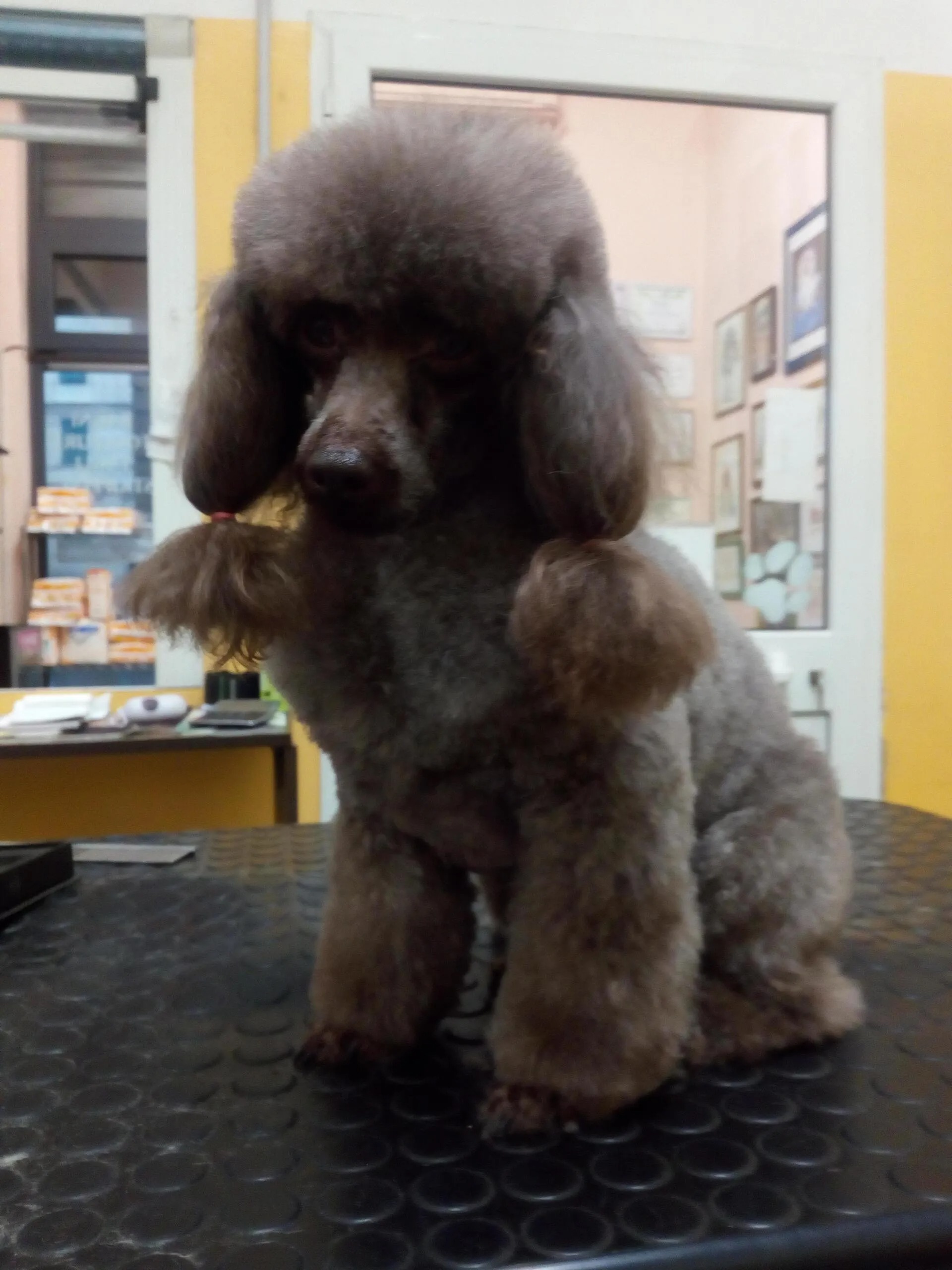 Poodle toelettato